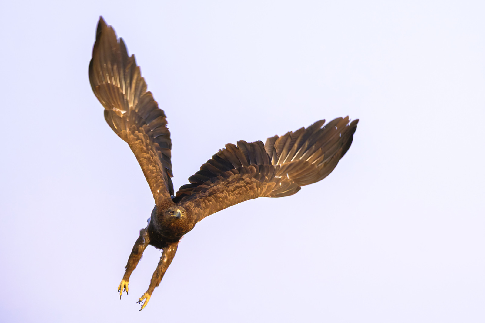 image Indian Spotted Eagle